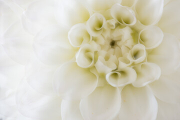 close up of white dahila