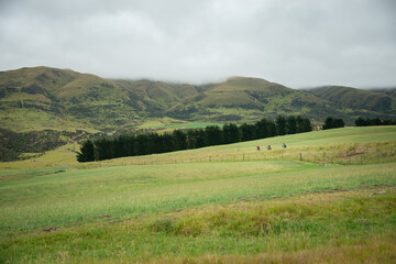Obraz premium Green rolling hills of Central Otago. Three people cycling the Otago Rail Trail, South Island, New Zealand