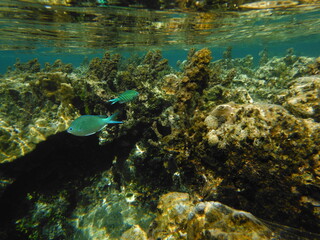 Sports, Under water