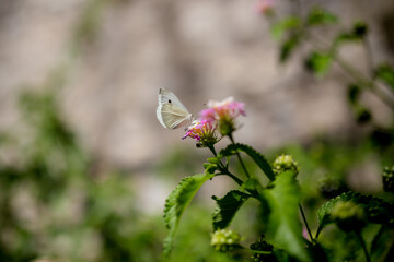 Butterfly in nature