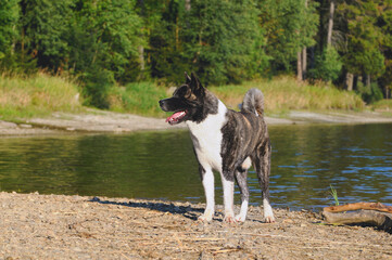 American Akita dog