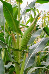 Fototapeta premium unharvested food - organic corn cob plant in the field