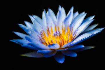 blue water lily