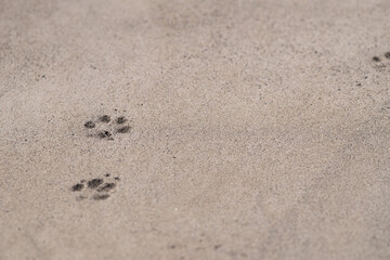 道についた猫の足あと