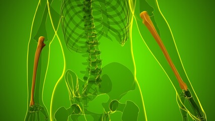 Human skeleton anatomy Ulna Bone 3D Rendering © mybox