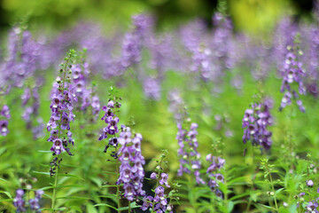 Abstract blurry tiny purple flowers garden background 