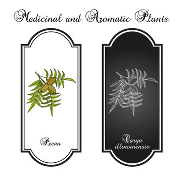 Pecan Carya illinoinensis nuts with leaves