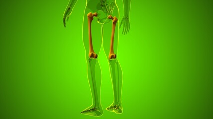 Human skeleton anatomy Femur Bone 3D Rendering