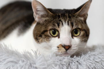 ふわふわなクッションでくつろぐ猫　キジトラ猫