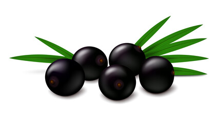Realistic vector illustration of fresh acai berries with palm leaves isolated on white background. 