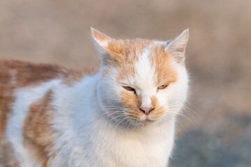 可愛い猫　茶白猫