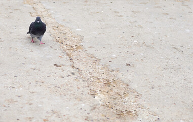 A serious pigeon strolls about its avian business