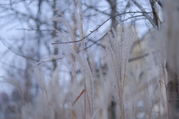 Abstract blurred gentle natural background with spikelets of dry grass, feather grass