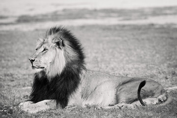 Black -Maned Kalahari Lion 
