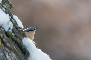 Eurasian nuthatch or wood nuthatch (Sitta europaea)