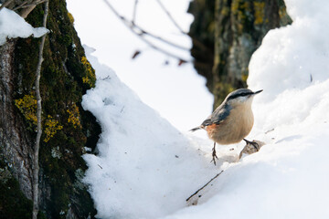 Eurasian nuthatch or wood nuthatch (Sitta europaea)