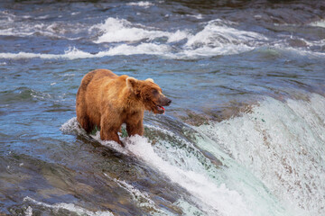 Bear on Alaska