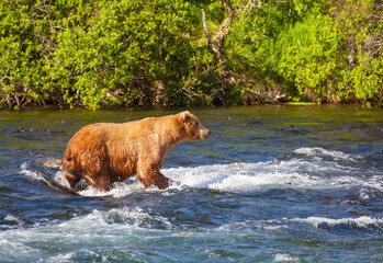 Bear on Alaska