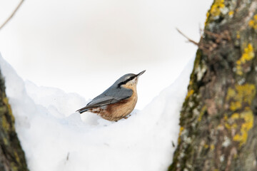 Eurasian nuthatch or wood nuthatch (Sitta europaea)