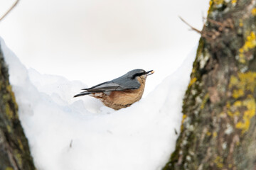 Eurasian nuthatch or wood nuthatch (Sitta europaea)