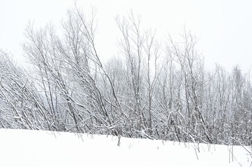 Naklejka premium pristine white winter landscape