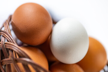 country selected chicken egg 