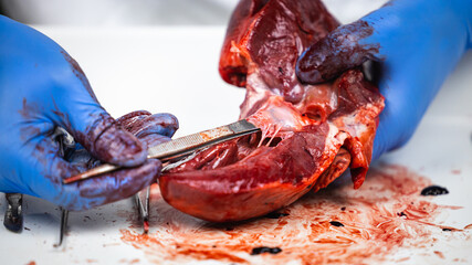 scientist dissecting a fresh pig heart with surgery instruments to show the function of the blood flow and the heart valves