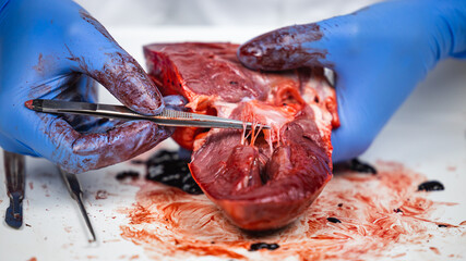 scientist dissecting a fresh pig heart with surgery instruments to show the function of the blood flow and the heart valves