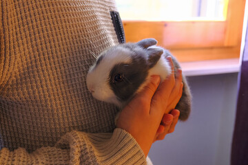 person holding in hands adorable fluffy white and gray baby bunny close-up. Cute domestic animal. Easter bunny