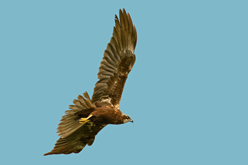 Marsh Harrier in flight against the sky