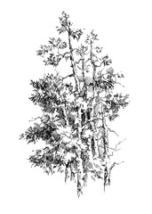 group of trees linear drawing by a liner a quick sketch of pines