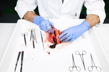 scientist dissecting a fresh pig heart with surgery instruments to show the function of the blood...