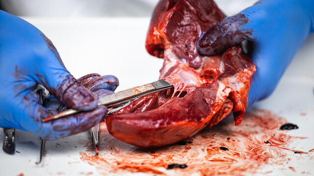 scientist dissecting a fresh pig heart with surgery instruments to show the function of the blood flow and the heart valves