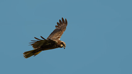 Marsh Harrier in flight against the sky