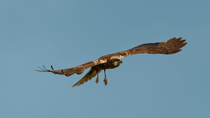 Marsh Harrier in flight against the sky