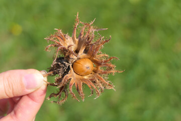 Hazelnut in its natural shell, directly from the bush, held in the hand