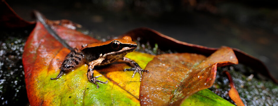 Regenwoud Bilder Durchsuchen 514 Archivfotos, und