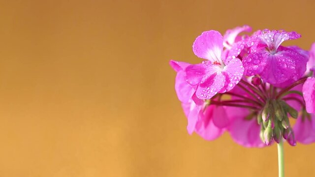 A bunch of flowers and buds of pink geranium on a stem on a bright yellow background in drops of water with copy space. Spraying water on petals of home geraniums in close-up with space for text.