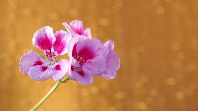A bunch of flowers and buds of pink geranium on a stem on a bright yellow background in drops of water with copy space. Spraying water on petals of home geraniums in close-up with space for text.