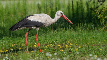 white stork in the grass