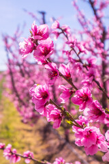 Rows of peach tree blooming in spring day in Lleida (Catalonia, Spain). There are a lot of a blooming fields in Aitona, Alcarras and Torres de Segre.