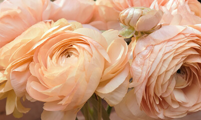 Pale ranunculus flowers in a bouquet, close up