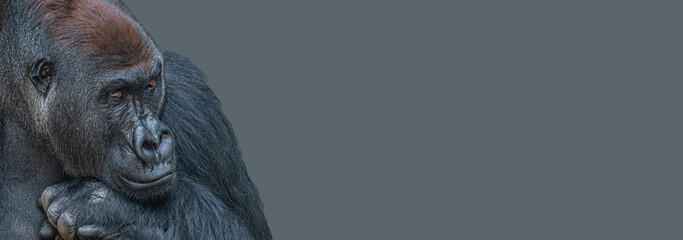 Banner with a very powerful but calm alpha male African gorilla, thinking at something, sad or depressed at grey solid background with copy space.