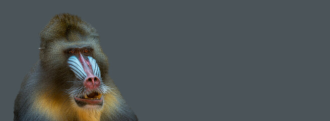 Banner with portrait of a mature alpha male of colorful African mandrill at solid grey background with copy space. Concept animal diversity, care and wildlife conservation.