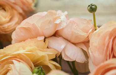 Pale ranunculus flowers in a bouquet, close up