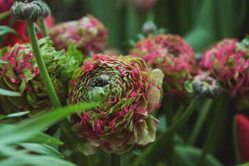 Pink and Green Pon Pon Ranunculus