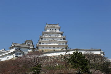 初春の姫路城と桜