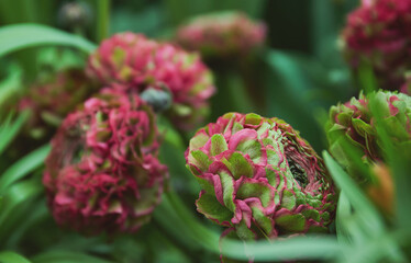Pink and Green Pon Pon Ranunculus