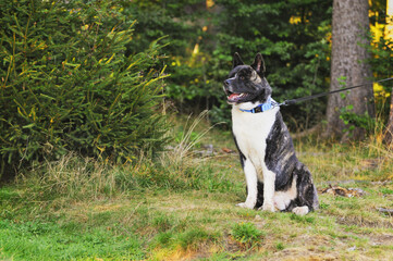 American Akita dog