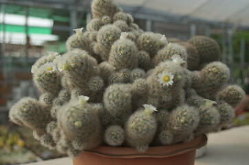 baby cactus in pot with daylight and blur